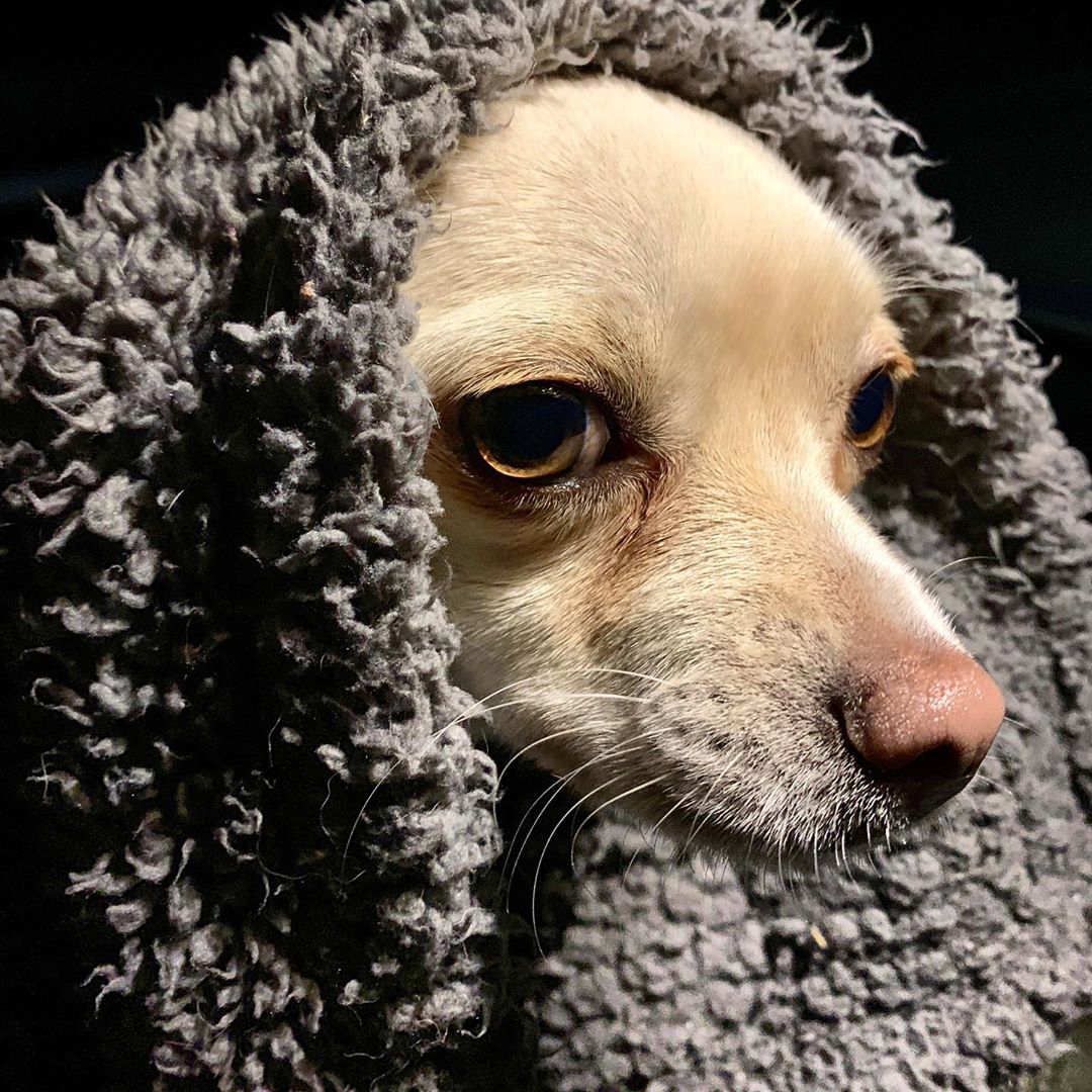 Chihuahua with a towel on its head