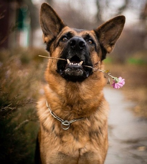 German Shepherd in the forest with a flower in its mouth