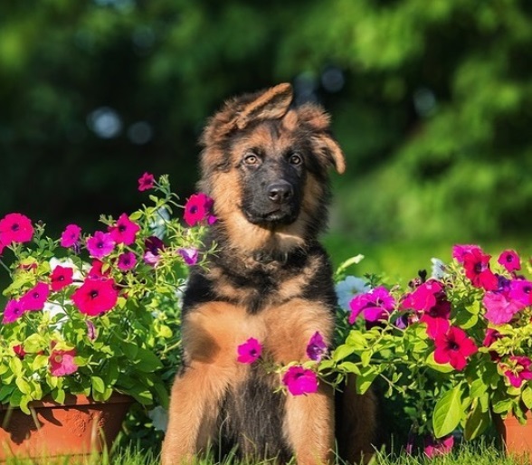 German Shepherd sitting with flowers on pot in the garden