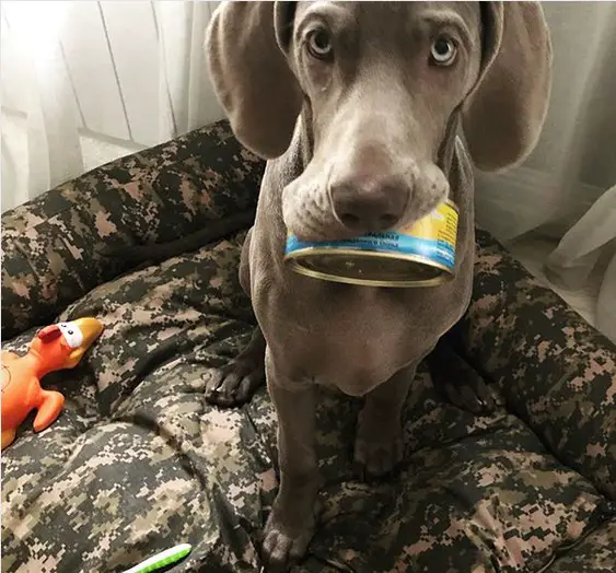 A Weimaraner with a canned good in its mouth while sitting on its bed