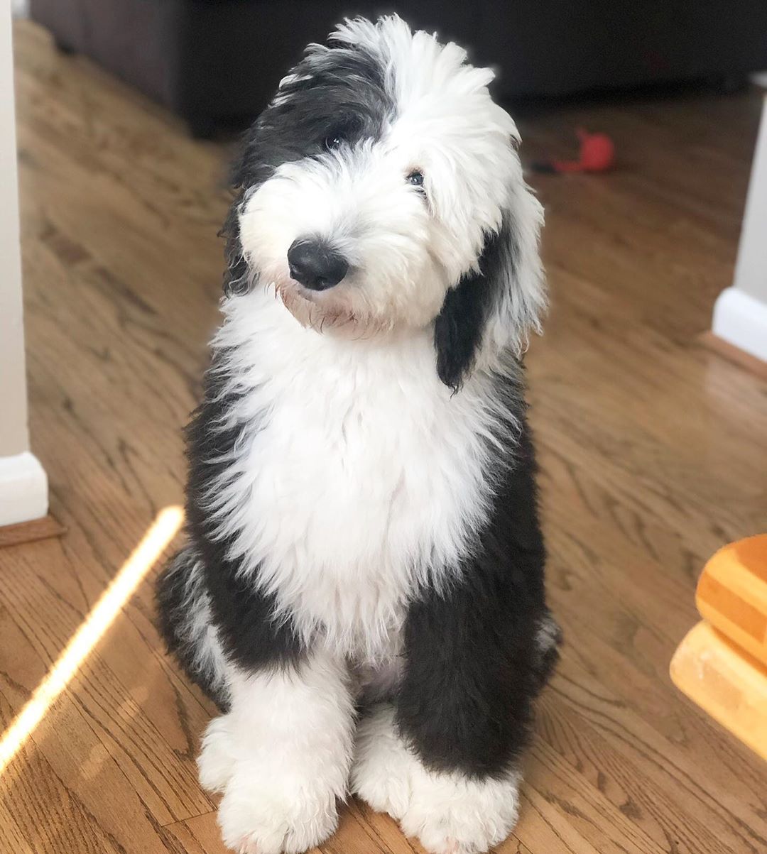 An Old English Sheepdog sitting on the floor with its sad face