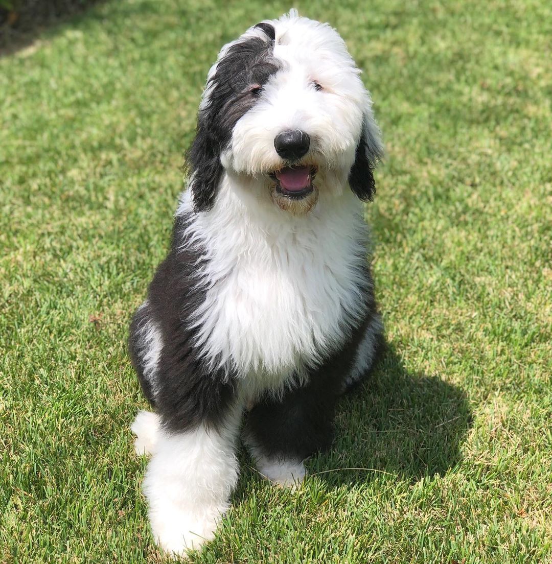A happy Old English Sheepdog sitting on the grass under the sun