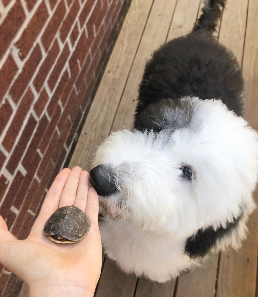 A Old English Sheepdog standing on the wooden floor while smelling the little turtle in the hand of a woman