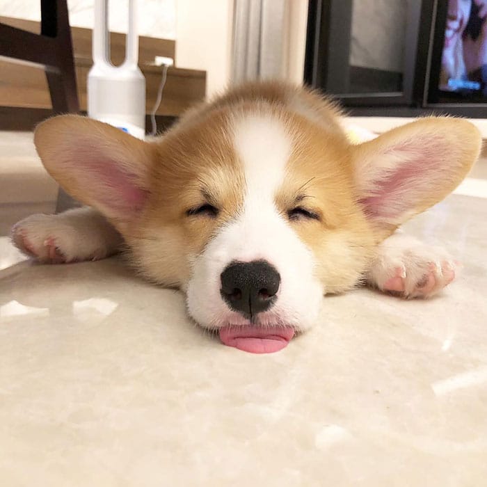 A Corgi puppy lying on the floor with its tongue out