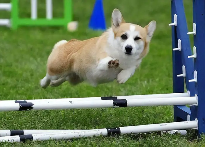 A Corgi jumping over the fence while winking