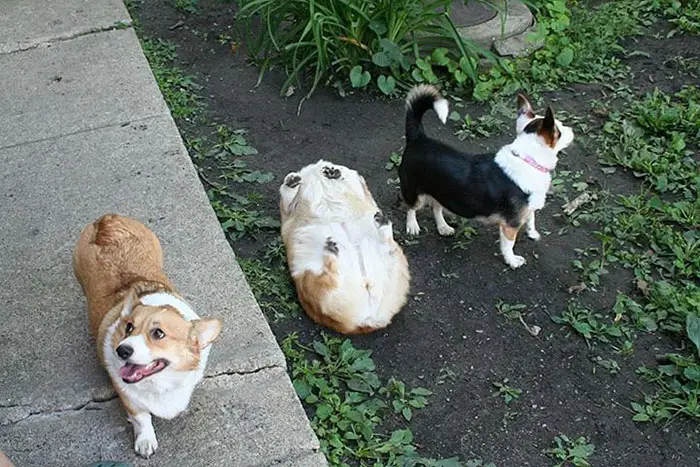 A Corgi lying on its back on the ground with only its paws showing while two other Corgis are standing beside it