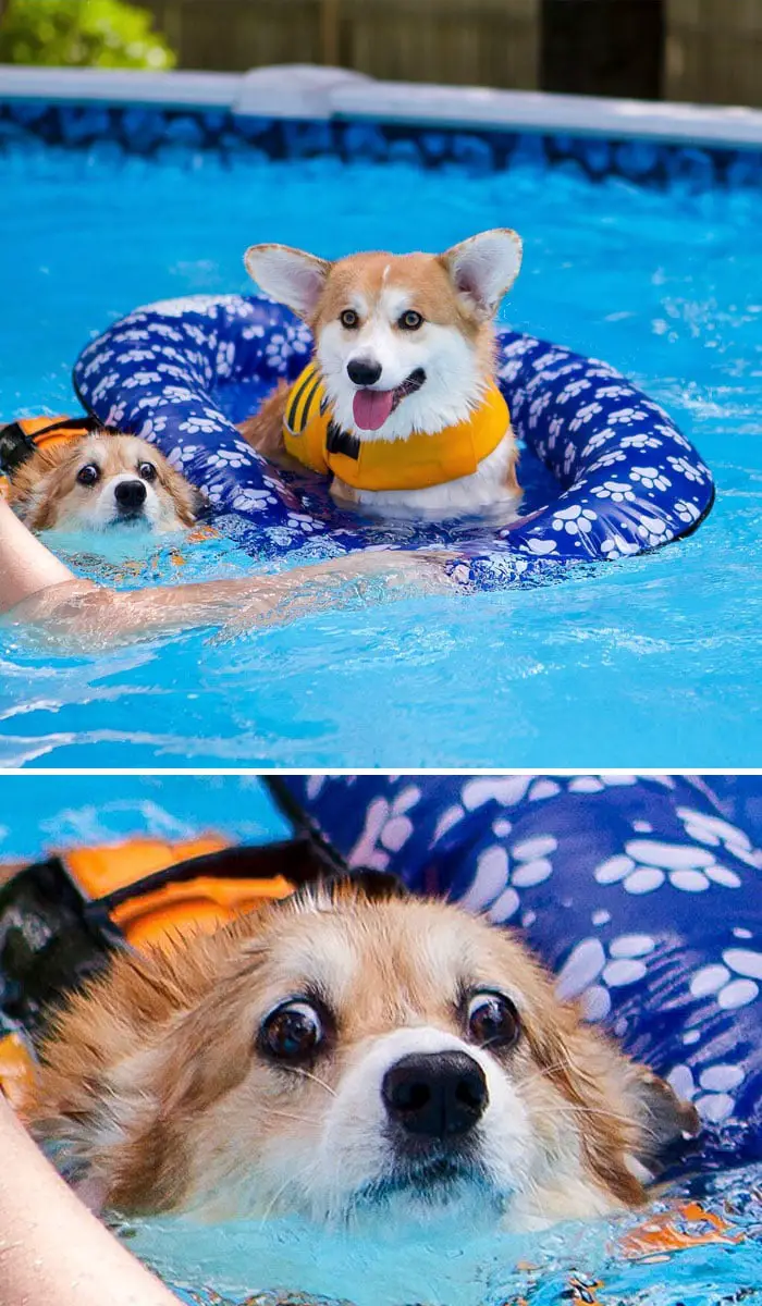A Corgi lying on top of its floatie in the pool while the other corgi is swimming for its life.