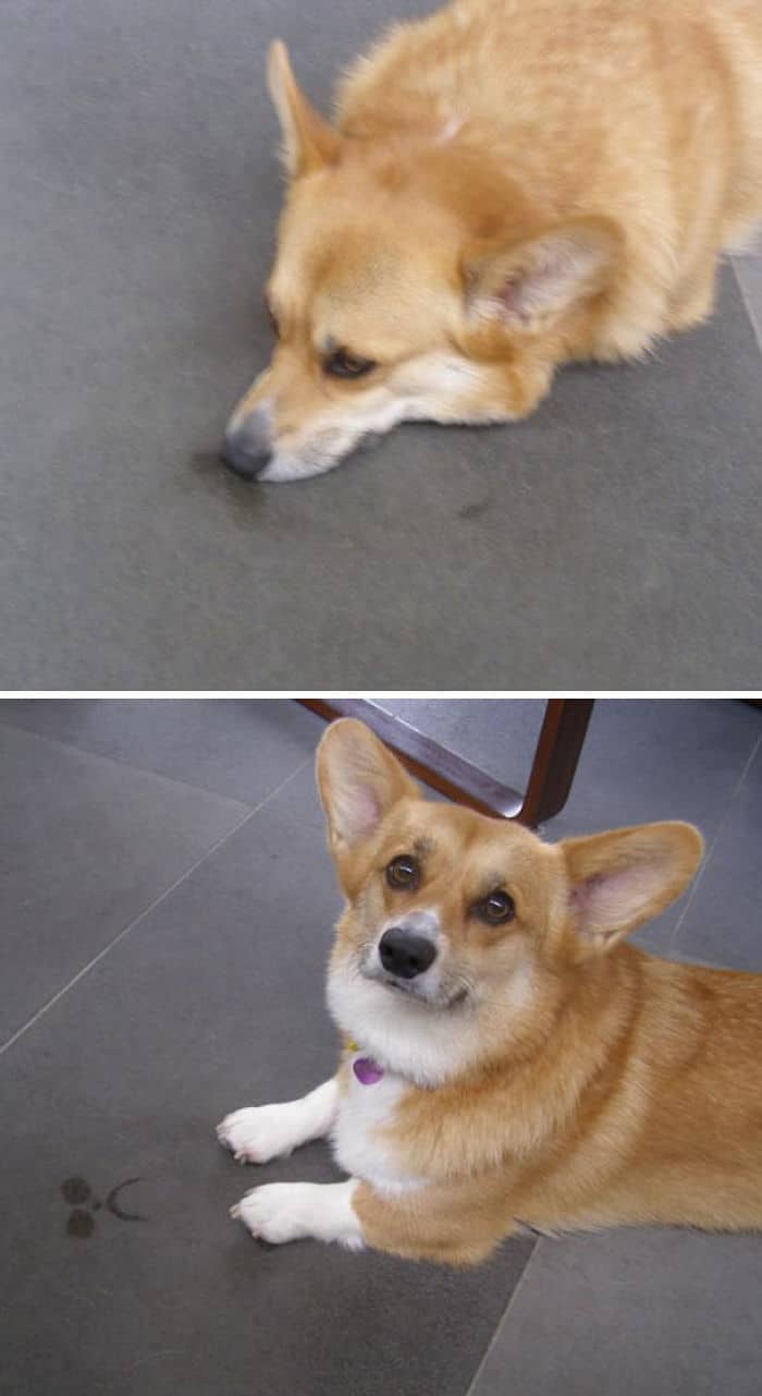 a Corgi lying on the floor behind the sad face formed because of its sweat