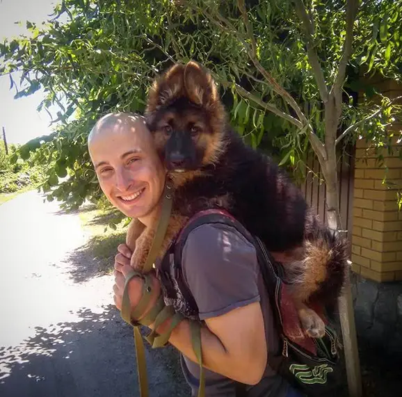 man piggy back riding a German Shepherd puppy