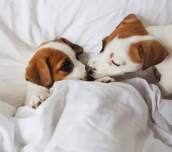 two Jack Russell Terrier puppies snuggled in bed
