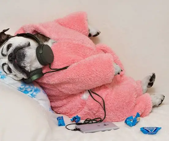 Bulldog lying on the bed while wearing a pink bath robe and a headseat