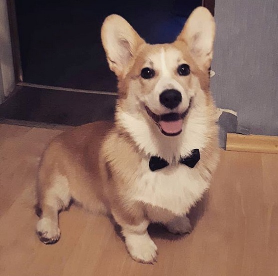 a happy Corgi wearing a black bow tie while sitting on the floor
