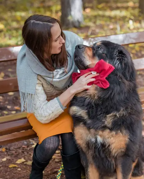 a girl wiping the neck of a Tibetan Mastiff dog