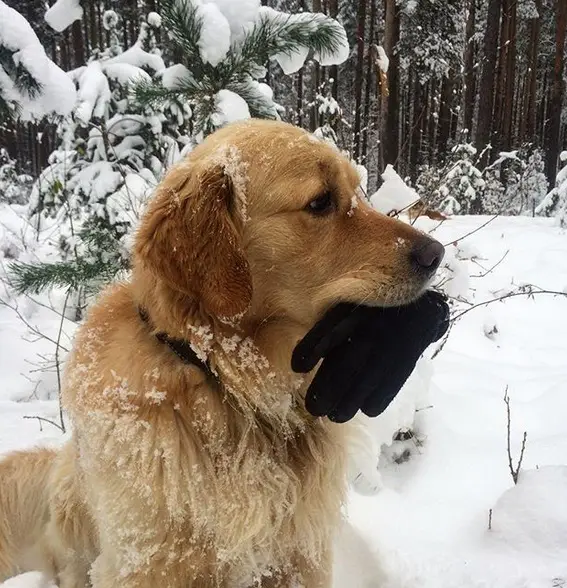 Golden Retriever lying down in the snow with a black glove in its mouth