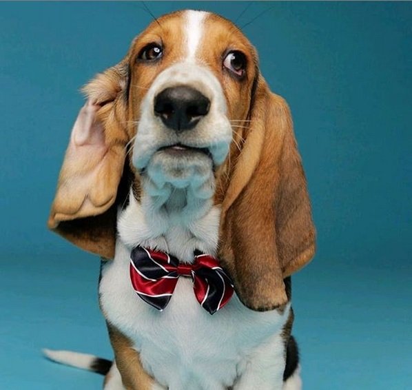 Basset Hound puppy in a blue green background