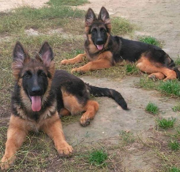 Top 170 Best German Shepherd Female Dog Names The Paws