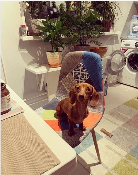 Beagle sitting on the office chair