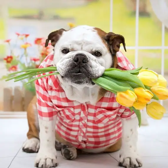 Bulldog wearing a red and white checkered polo while carrying a bunch of yellow tulips with its mouth