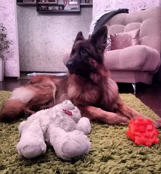 German Shepherd Dog lying on the carpet with its toys
