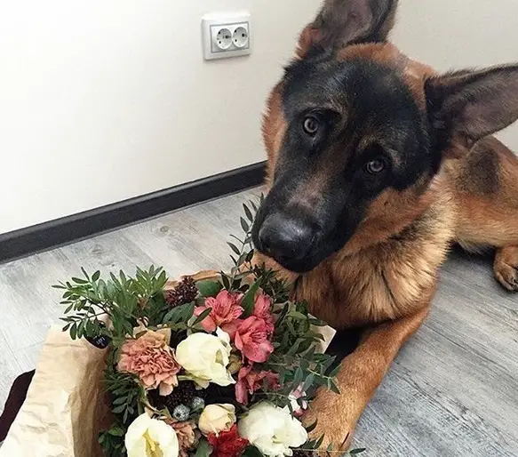 German Shepherd lying down on the floor with a bouquet of flowers