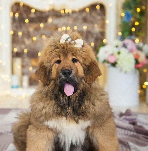 Tibetan Mastiff wearing a ribbon on top of its head while lying down on the bed with its mouth open and tongue out