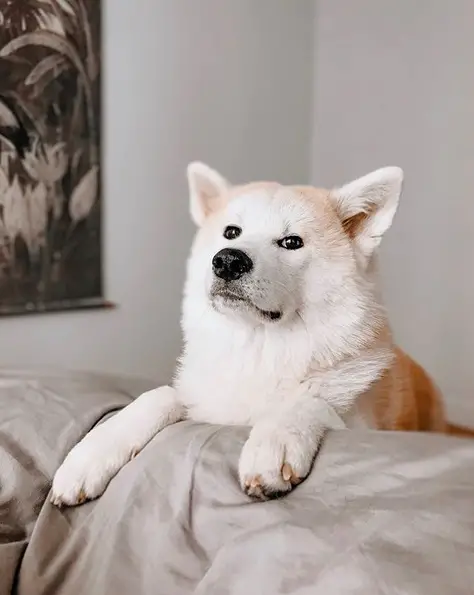 Akita Inu on the couch