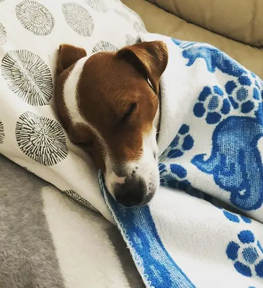Jack Russell Terrier sleeping on the couch while wrapped in a blanket and with its head on the pillow