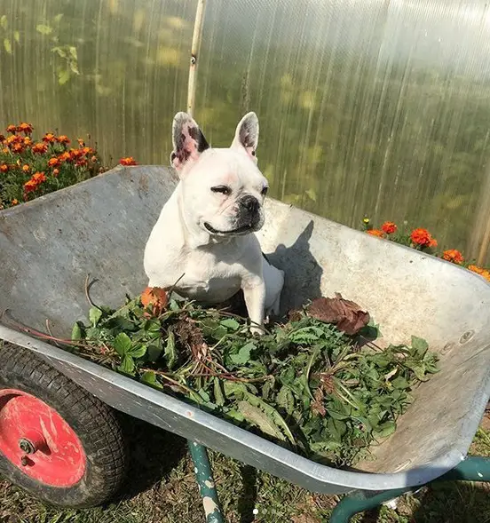 A French Bulldog sitting in a wheel barrow with picked grass in the garden
