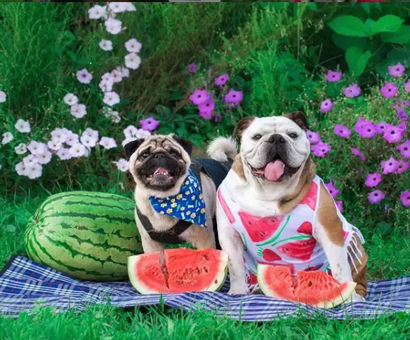 Bulldog wearing a cute watermelong dress sitting on the blanket with a pug standing behind him in garden with large harvested watermelon