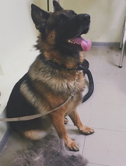 German Shepherd Dog sitting on the floor looking up