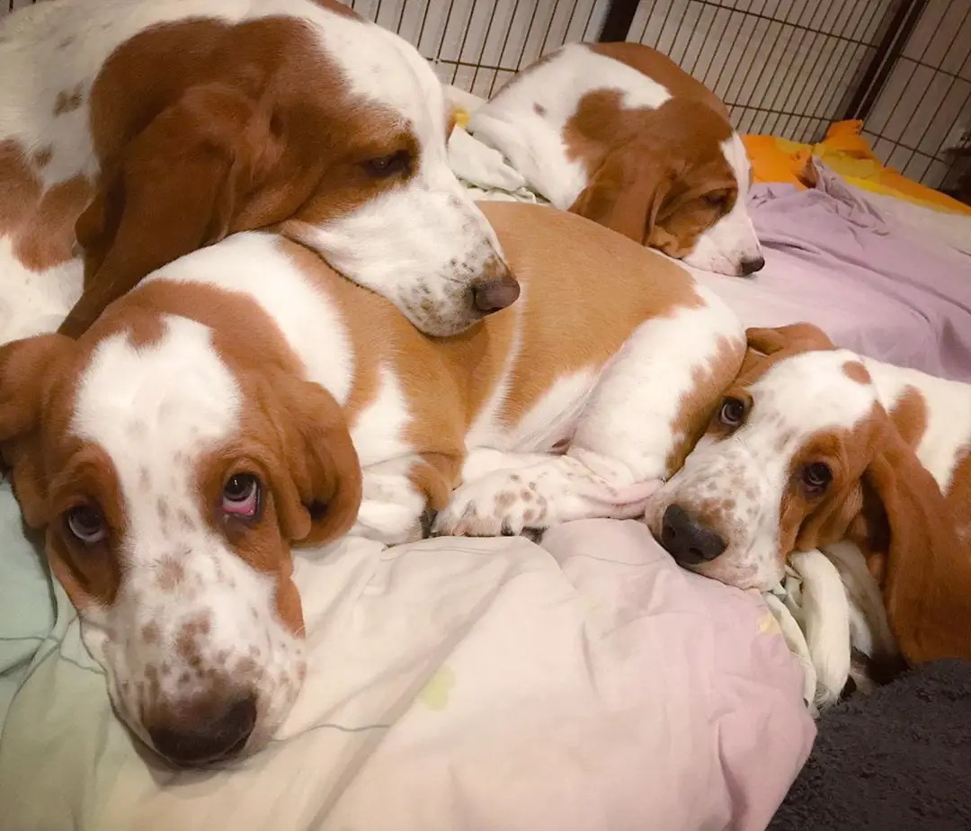 Basset Hound Dog puppies sleeping on their bed