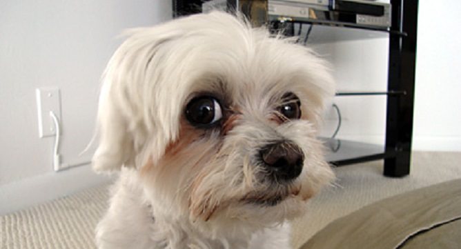 A Maltese sitting on the floor while staring with its big round eyes