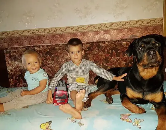 Rottweiler lying on the bed beside the boys