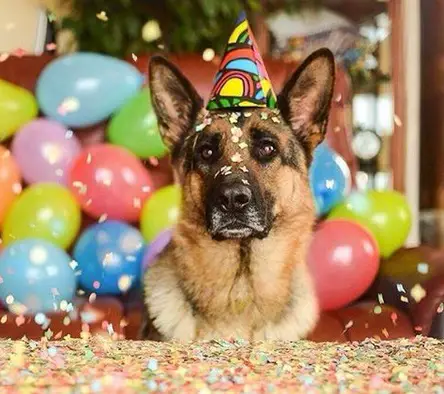 German Shepherd wearing a birthday hat on top of its head with confetti and balloons around