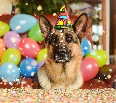 german birthday happy shepherds