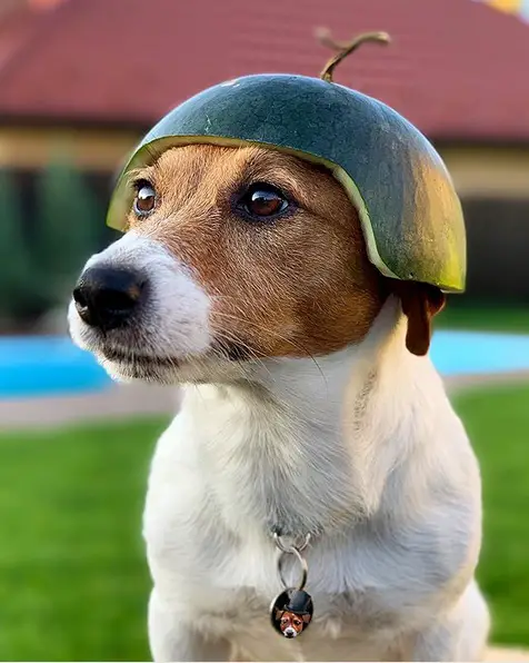 Jack Russell Terrier with a watermelon peel helmet while in the backyard