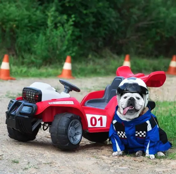 Bulldog in his rider jacket sitting on the ground next to his racing car