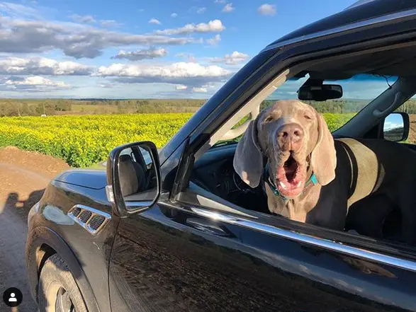 A Weimaraner standing in the driver's seat with its head out in the window while barking