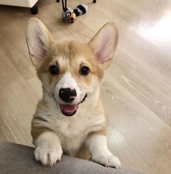 Corgi puppy standing up behind the couch with its happy face