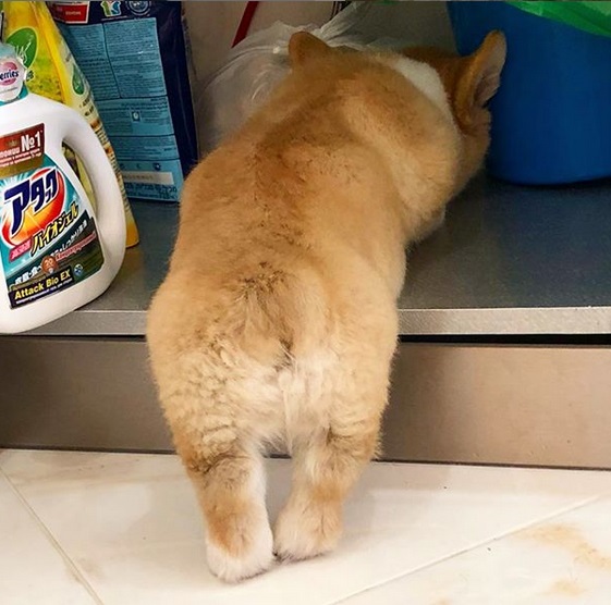 Corgi leaning towards the cabinet with cleaning materials