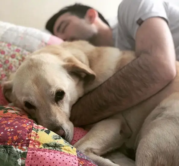 A Yellow Labrador lying on the bed while being hugged by a man sleeping behind him