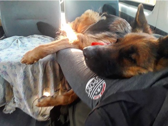 German Shepherd Dog sleeping on top of its owner's lap