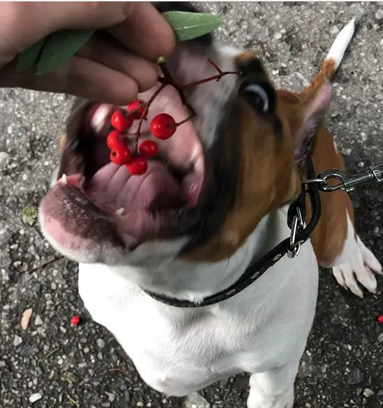 A Staffordshire Bull Terrier sitting on the ground while eating a bunch of cherries