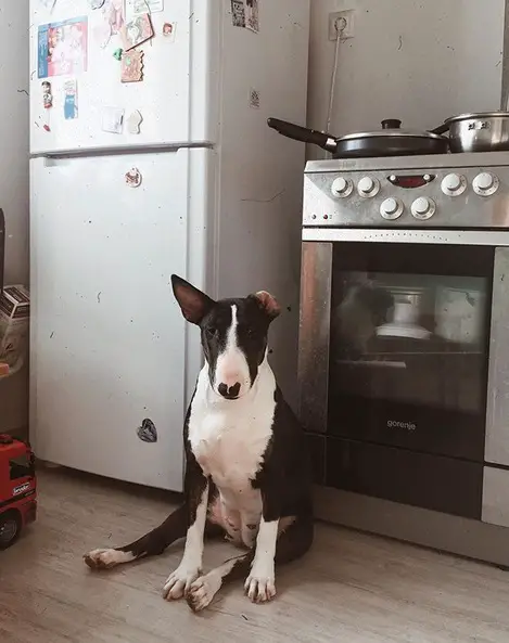 Bull Terrier sitting on the kitchen floor with its one ear up and other one fold back