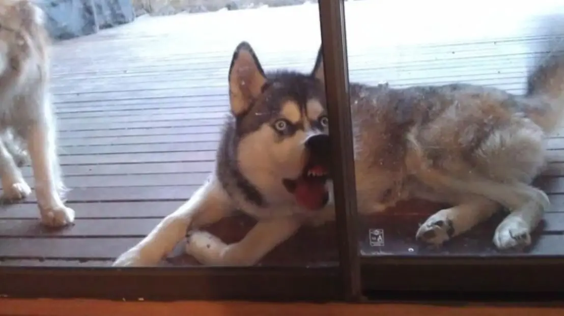 A Husky lying on floor outdoors while pressing its muzzle against the glass door