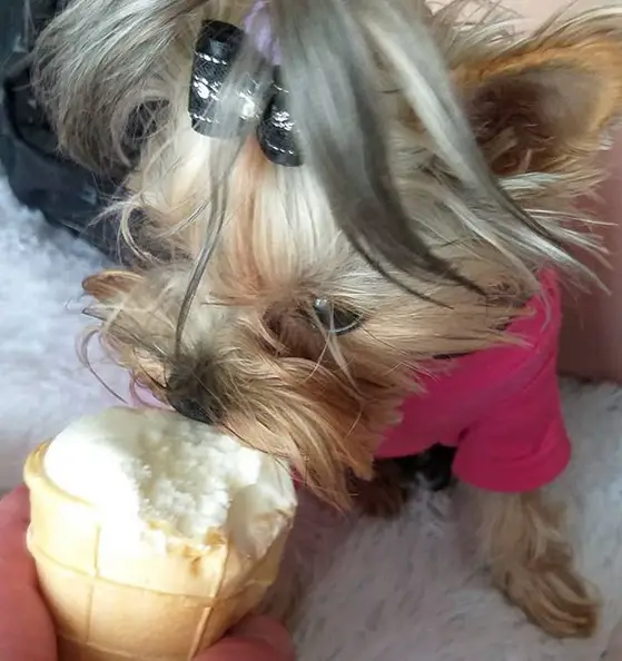 A Yorkshire Terrier licking an icecream in cone