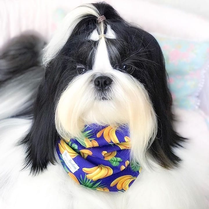 Shih Tzu withlong black and white hair with a pony tail on top of its head while wearing a banana and pineapple printed blue scarf.