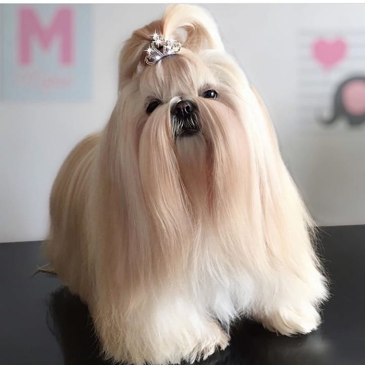 Shih Tzu with long hair up to the ground and a princess pony tail on top of its head.