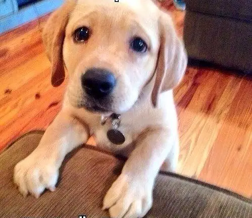 A yellow Labrador puppy leaning towards the couch with its begging face