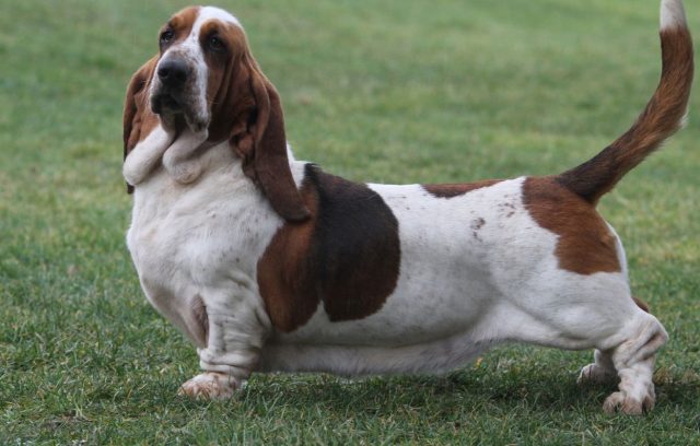 Basset Hound in the lawn stretching its body
